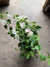 臨雅三角梅花樹(shù)苗盆栽帶花老樁特大苗漳紅櫻室內陽(yáng)臺高端爬藤四季開(kāi)花 綠櫻大苗 曬單實(shí)拍圖