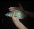 川澤夜光漂咬鉤變色鯽魚漂高靈敏納米醒目漂大物重力感電子漂夜釣浮漂 YH-01（3號）吃鉛：2.5g綜合通殺 咬鉤變色（單支裝+電池） 曬單實(shí)拍圖