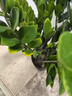 臨雅金錢樹盆栽花卉四季易活好養(yǎng)室內(nèi)花苗綠植物客廳搖錢串發(fā)財(cái)樹 金錢樹0.8-0.9m【原土盆】 曬單實(shí)拍圖
