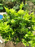 歐悟米蘭花盆栽花卉植物室內四季開(kāi)花帶花苞濃香茉莉花苗盆景驅蚊綠植 五年壯苗米蘭花原土球發(fā)貨2盆 曬單實(shí)拍圖