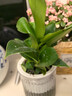 金鉆綠公主盆栽帶花苞黃金葛蘿水培植物辦公室內花卉綠植四季好養 金鉆綠公主3盆 曬單實(shí)拍圖
