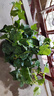 常春藤盆栽室內綠植吊蘭垂吊植物陽(yáng)臺凈化甲醛四季常青好養爬藤花 精選常春藤【原土盆*1】藤長(cháng)15-30cm 曬單實(shí)拍圖