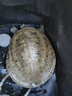 哈拿（TRE-Hana）夜釣燈恒功率不光衰釣魚(yú)燈大功率強(qiáng)光超亮可充電野釣誘魚(yú)專(zhuān)用照明 黑色H287S鐳射小炮（大光斑） 燈+燈包+充電線 曬單實(shí)拍圖