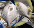 翔泰 海南金鯧魚(yú)凈重900g 2條裝  魚(yú)類(lèi)生鮮 燒烤 火鍋食材 海鮮水產(chǎn) 曬單實(shí)拍圖