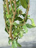 創(chuàng  )森農業(yè) 石榴樹(shù)苗盆栽果樹(shù)四季種植嫁接特大石榴果樹(shù)苗耐寒耐熱 臨潼石榴樹(shù)苗全國室內外可種植 八年大苗/根莖3厘米粗/80cm-1米高 曬單實(shí)拍圖