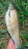 魚(yú)誘果酸釣魚(yú)小藥野釣黑坑池塘魚(yú)餌釣魚(yú)小藥強效誘魚(yú)添加劑全套開(kāi)口劑 一瓶裝【量小釣不過(guò)癮 】 釣魚(yú)小藥強效誘魚(yú)添加劑 曬單實(shí)拍圖