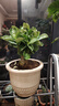 【夏季新品】稀有多頭沙漠玫瑰重瓣老樁濃香多肉綠植四季室內(nèi)外 多色花    根直徑（2-4公分） 帶黑色育苗盆發(fā)貨 曬單實(shí)拍圖