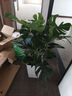 嘆為觀止大型植物發(fā)財(cái)樹各種大顆盆栽開業(yè)喬遷客廳辦公室內(nèi)好養(yǎng)大型花卉 龜背竹【1-1.2米】 含盆 曬單實(shí)拍圖