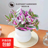 婚禮油畫室內(nèi)辦公室花卉綠植好養(yǎng)紫葉吊蘭觀葉耐陰植物 婚禮油畫配雙層云朵盆【套組】 曬單實拍圖