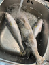 環(huán)球水產冷凍南海金鯧魚2斤/2條 生鮮魚類 火鍋 深海魚 海鮮水產 家庭聚餐 曬單實拍圖