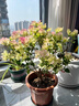 重瓣三角梅苗盆栽地栽花卉老樁室內(nèi)陽臺庭院爬藤植物四季開花 綠櫻【花期帶花原盆原土發(fā)貨】 曬單實(shí)拍圖