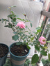 月季花苗四季開(kāi)花大花濃香型灌木月季苗庭院陽(yáng)臺盆栽地栽玫瑰花苗 心上人【微月小花，多季節開(kāi)花】 扦插小苗15-25cm高 1棵 曬單實(shí)拍圖
