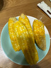 【云南高原玉米】現摘新鮮水果玉米新鮮甜玉米棒生鮮蔬菜可生吃 新鮮水果玉米 9斤 凈重 300g起 曬單實(shí)拍圖