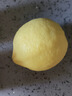 正宗安岳黃檸檬5斤當季現摘新鮮水果清香濃郁香水檸檬奶茶店專(zhuān)用Y 3斤【小果】 曬單實(shí)拍圖