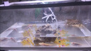 凱希慕六角恐龍魚(yú)觀(guān)賞魚(yú)冷水魚(yú)蠑螈小魚(yú)淡水魚(yú)缸寵物活魚(yú)好養易活網(wǎng)紅魚(yú) 4-7cm粉白+黃金共2只 送糧 曬單實(shí)拍圖