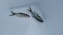 花鰱魚(yú)黑鳙魚(yú)胖頭魚(yú)苗大頭魚(yú)苗活體淡水食用養殖包活特大好養包郵 10-15cm55條/含10%防損/花鰱魚(yú)苗 曬單實(shí)拍圖