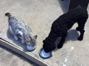 ZEAL狗狗主食罐頭170g*6混合口味成犬幼犬通用濕糧狗糧新西蘭原裝進(jìn)口 曬單實(shí)拍圖
