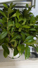 梔子花盆栽花卉植物室內綠蘿籮陽(yáng)臺水培綠植茉莉花四季好養九里香 精品160#大梔子花（小清新瓷盆） 曬單實(shí)拍圖