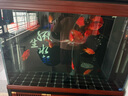 樂淘逸寵血紅鸚鵡魚活體發(fā)財(cái)魚財(cái)神魚大型熱帶觀賞魚淡水好養(yǎng) 10-12cm血鸚鵡6條發(fā)順豐 曬單實(shí)拍圖