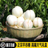禾人平谷鮮桃 平谷鮮大桃平谷桃 脆甜平谷桃新鮮水果桃子禮盒裝 多彩拼箱12枚精品果 [特級禮盒] 平谷產(chǎn)地直發(fā) 曬單實(shí)拍圖