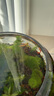 孔雀魚(yú)精品純種魚(yú)苗觀(guān)賞魚(yú)金魚(yú)熱帶小型淡水好養耐活斑馬鳳尾小魚(yú) 【繁殖組】美國全紅 1公2母 曬單實(shí)拍圖