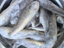 5斤小黃花魚(yú)新鮮冷凍小黃魚(yú)海鮮水產(chǎn)魚(yú)類(lèi)生鮮黃花魚(yú) 5斤（一斤9-12條） 曬單實(shí)拍圖