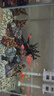 森森 超白玻璃智能桌面魚缸一體缸自循環(huán)HE-480 曬單實(shí)拍圖