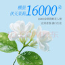 樂品樂茶LeTea冷泡茶生椰茉莉花茶水果茶袋泡茶包0糖飲料茶葉10包 曬單實(shí)拍圖