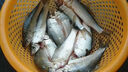 鄧剛專(zhuān)用麝香酒高濃縮釣魚(yú)小藥野釣黑坑鯽魚(yú)鯉魚(yú)中藥酒誘魚(yú)添加劑 一瓶【超濃縮麝香酒】 曬單實(shí)拍圖