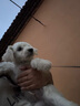麥富迪 狗糧 藻趣兒通用全價犬糧小中大型犬泰迪柯基金毛拉布拉多 【新升級蛋黃雙拼】成犬糧40斤 曬單實拍圖