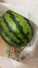 【產(chǎn)地直采】麒麟奶油西瓜1粒4kg 曬單實(shí)拍圖