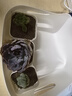 多肉植物自選套餐系列組合搭配花卉盆栽綠植精品多肉新手入門 晚霞之舞3-4厘米 送盆土 曬單實(shí)拍圖