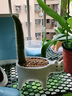 雅花匠貓尾巴猴尾柱仙人掌盆栽室內辦公室綠植多肉植物大顆好養耐寒易養 貓尾巴2年苗【大白貓】 含盆 曬單實(shí)拍圖