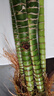 多頭龍竹帶根須竹子花卉水養富貴竹粗竹文昌竹綠植花卉 帶根龍竹40cm高6根+營(yíng)養液 曬單實(shí)拍圖