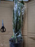 【金錢(qián)樹(shù)】盆栽客廳室內植物錢(qián)串子大型發(fā)財綠植喬遷開(kāi)業(yè)送盆花卉 6-9株 50-60cm（原土盆） 送肥料 曬單實(shí)拍圖
