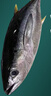新鮮金槍魚一整條進(jìn)口深海捕撈冷凍生鮮海魚日式料理無污染刺身魚 深海4-7斤/2條【吃爽】 曬單實拍圖