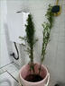 臨雅魚(yú)缸水培植物造景水杉樹(shù)苗一木成景水草水生植物活體水養植物盆栽 水培水杉80-100cm(易養/有水就活 10棵 曬單實(shí)拍圖