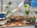 YEE超白魚缸桌面客廳生態(tài)斗金魚烏龜缸造景小型水草養(yǎng)魚玻璃裸缸40cm 曬單實(shí)拍圖