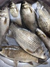 達瓦布萊日本原裝進(jìn)口達瓦布萊魚(yú)竿19調輕量綜合鰱鳙大物竿超輕硬十大品牌 5.4m 四代野釣綜合6h28偏19調5.4 7H 19調 曬單實(shí)拍圖