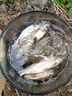 谷蜀香醉魚(yú)藥特效暈魚(yú)i劑魚(yú)用麻醉專(zhuān)用江河野釣魚(yú)清塘魚(yú)藥一塘清醉魚(yú)靈 一瓶裝【強效暈魚(yú)】 曬單實(shí)拍圖