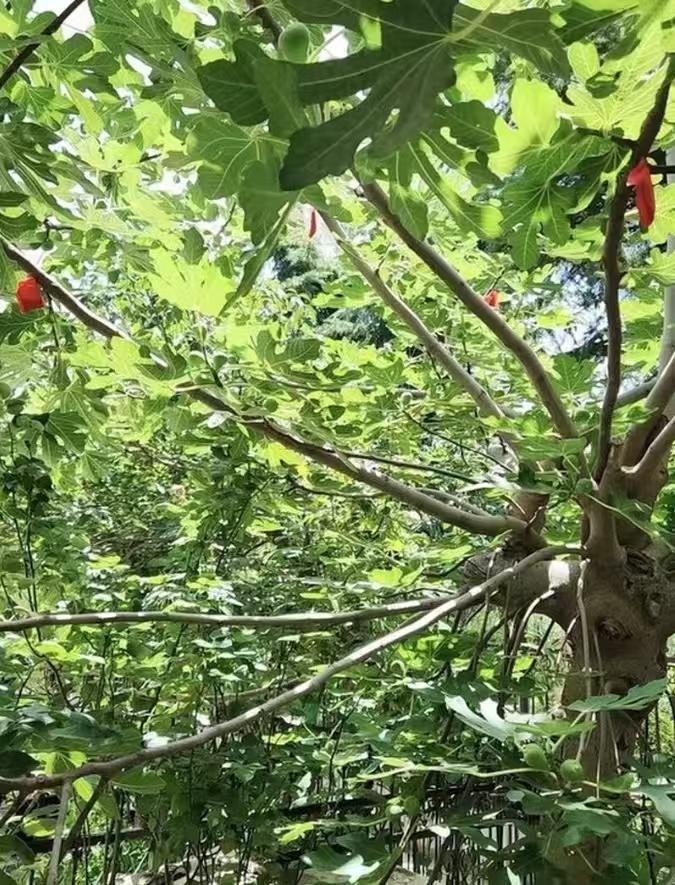 新款驅鳥(niǎo)神器高效趕鳥(niǎo)專(zhuān)用防鳥(niǎo)藥袋驅鳥(niǎo)劑果園田地嚇鳥(niǎo)麻雀不敢來(lái) 買(mǎi)2送1【鳥(niǎo)雀不敢來(lái)】3袋 曬單實(shí)拍圖