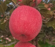 籬原紅甘肅慶城縣高原水果新鮮脆甜爽口多汁慶陽(yáng)紅富士蘋(píng)果水晶富士蘋(píng)果 75-80mm中果24枚凈果10斤 曬單實(shí)拍圖