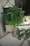 【基地直發(fā)】單桿發(fā)財樹(shù)盆栽大型綠植辦公室內開(kāi)業(yè)喬遷植物 樹(shù)脂圓柱盆【送肥料-接水盤(pán)-彩帶-營(yíng)養土】 1.4-1.6米 曬單實(shí)拍圖