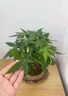 LZJV發(fā)財樹(shù)富貴竹轉運室內小盆栽辦公室客室內桌面綠植吸甲醛好養 辮子發(fā)財樹(shù)+蓮花陶瓷盆+底座 整體高度25-30厘米左右 曬單實(shí)拍圖