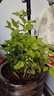 茉莉花盆栽帶花苞茉莉重瓣濃香型茉莉花客廳陽臺(tái)四季開花花卉綠植 茉莉花1盆+原土發(fā)貨+肥料【6-10顆】 曬單實(shí)拍圖
