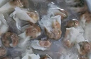 馥華福州肉燕180g22只 純手工包制餛飩肉燕兒童扁肉早餐半成品混沌 曬單實(shí)拍圖