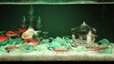 瘋狂水草魚(yú)缸石頭觀(guān)賞石琉璃水晶石底部造景石套餐全套布景創(chuàng  )意擺件裝飾 【冰藍】琉璃15-20顆左右（15-20cm魚(yú)缸） 曬單實(shí)拍圖