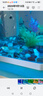 云峰海瑞 熱帶魚(yú) 觀(guān)賞魚(yú)燈科魚(yú) 觀(guān)賞魚(yú)小型淡水魚(yú)草缸群游 熱帶魚(yú)活體 紅綠燈1.5cm  30+2備損 共32條 曬單實(shí)拍圖