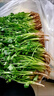 山東新鮮香菜露天農家自種小香菜火鍋調味蔬菜整箱批發(fā)順豐包郵 香菜半斤試吃不劃算】 曬單實(shí)拍圖