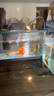 闊庭（KUOTING）魚缸水族箱生態(tài)桌面魚缸新款懶人魚缸生態(tài)造景過濾制氧一體機黑色 曬單實拍圖